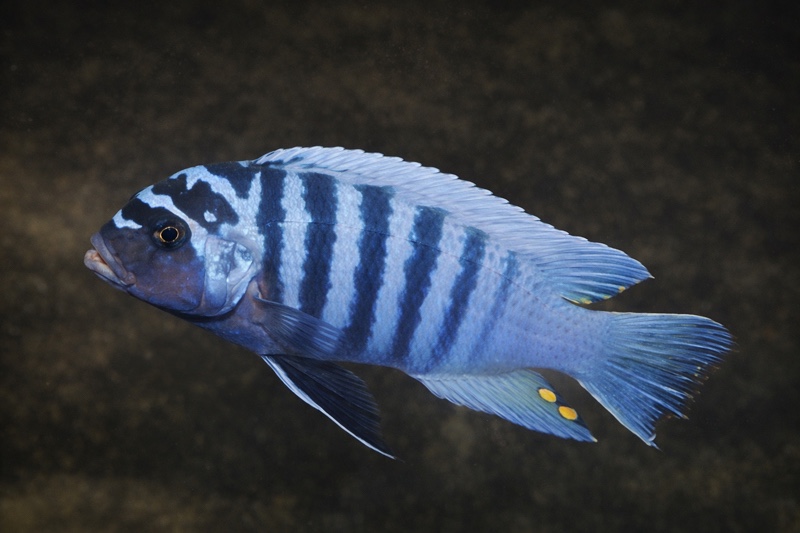 Maylandia zebra 'Kande Island'